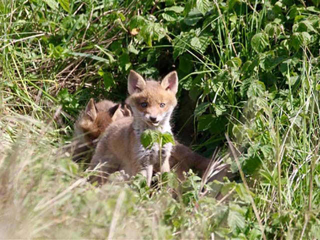 rainham marshes fox cub