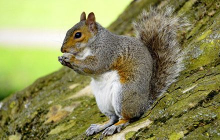 squirrel-440x280-c-default.jpg